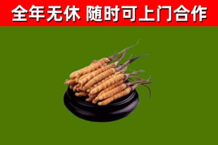 金乡县回收冬虫夏草